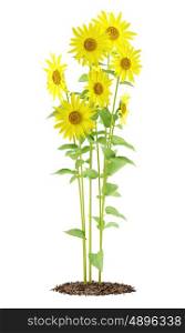 sunflowers plant isolated on white background. 3d illustration