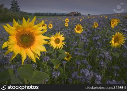 Sunflowers Standing Tall In A Field Of Purple Flowers On A Rural Farm