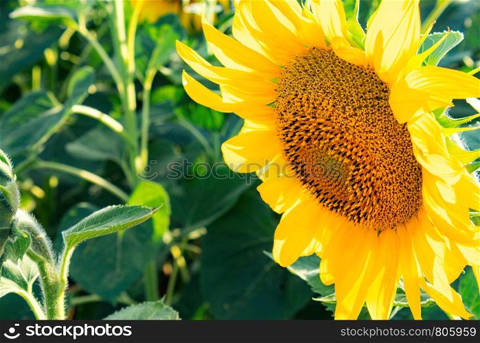 Sunflowers Sunflower on a background of green leaves in summer agriculture. Close-up.. Sunflowers Sunflower on a background of green leaves in summer agriculture.