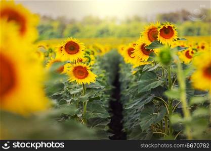 Sunflowers. Sunflowers field in summer season