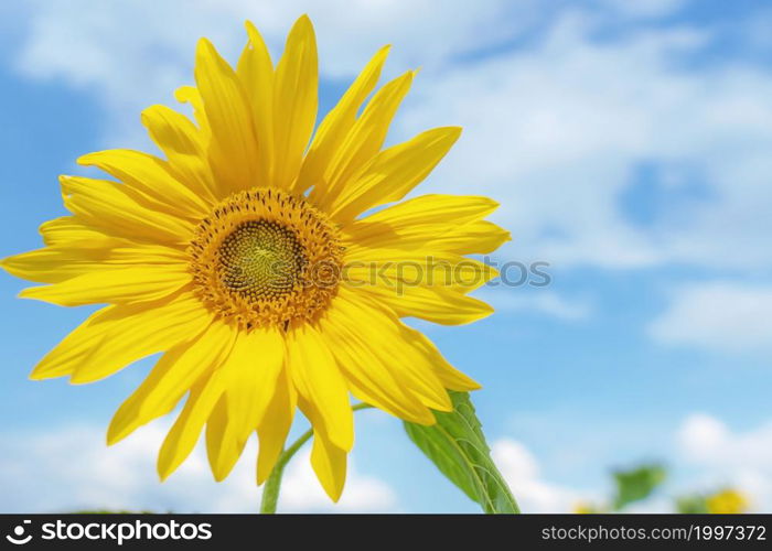 Sunflowers texture and background for designers. Macro view of sunflower in bloom. Organic and natural flower background.