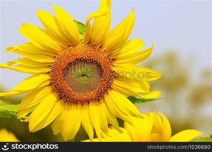 Sunflowers that bloom the morning sun