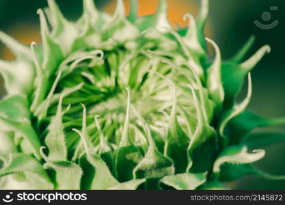 Sunflowers that have not yet bloomed at the top have their petals stacked in layers.