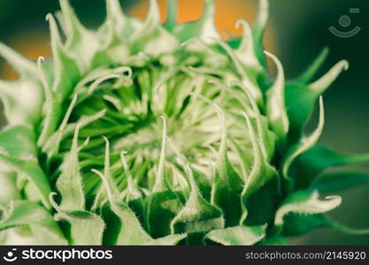 Sunflowers that have not yet bloomed at the top have their petals stacked in layers.