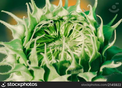 Sunflowers that have not yet bloomed at the top have their petals stacked in layers.