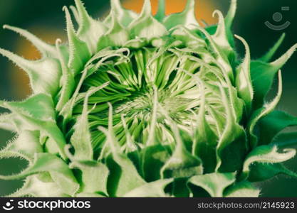 Sunflowers that have not yet bloomed at the top have their petals stacked in layers.