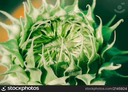 Sunflowers that have not yet bloomed at the top have their petals stacked in layers.