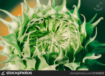 Sunflowers that have not yet bloomed at the top have their petals stacked in layers.