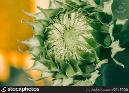 Sunflowers that have not yet bloomed at the top have their petals stacked in layers.