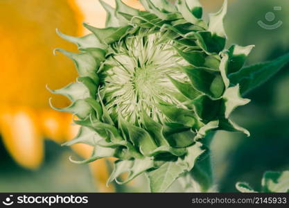 Sunflowers that have not yet bloomed at the top have their petals stacked in layers.