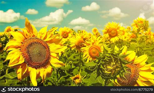 Sunflowers under the blue sky. beautiful rural scene