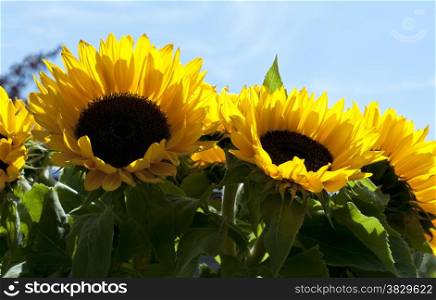 sunflowers with blue sky and in summer