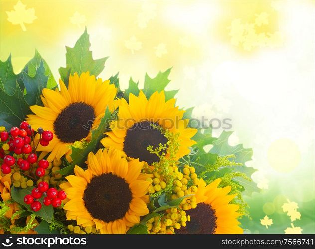 Sunflowers with green leaves and red berries over fall garden background. Sunflowers with green leaves