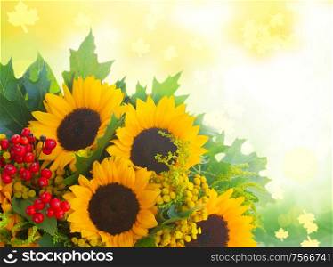Sunflowers with green leaves and red berries over fall garden background. Sunflowers with green leaves