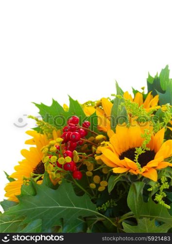 Sunflowers with green leaves . Bouquet of sunflowers with green leaves and red berries isolated on white background