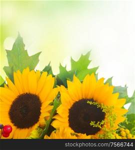 Sunflowers with green leaves over green garden background. Sunflowers with green leaves