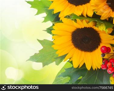 Sunflowers with green leaves over green garden background. Sunflowers with green leaves