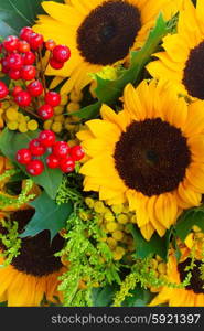 Sunflowers with green leaves . Sunflowers with green leaves and red berries close up background