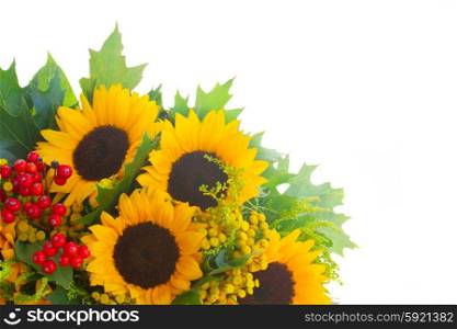 Sunflowers with green leaves . Sunflowers with green leaves and red berries isolated on white background