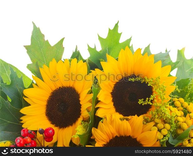 Sunflowers with green leaves . Sunflowers with green leaves isolated on white background