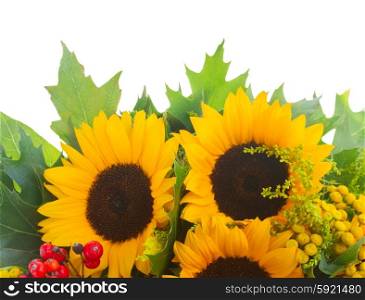 Sunflowers with green leaves . Sunflowers with green leaves isolated on white background
