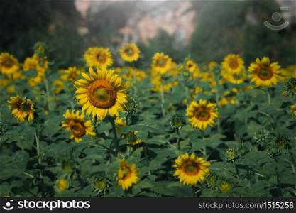 Sunflowers with sunlight in the field. Selection focus. Vintage tone