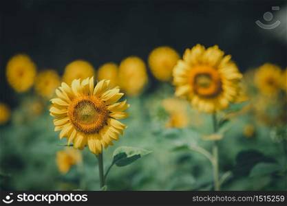 Sunflowers with sunlight in the field. Selection focus. Vintage tone