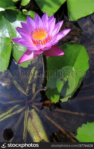 Sunlight and blue lotus on the pond