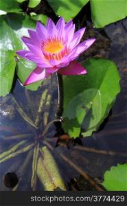 Sunlight and blue lotus on the pond