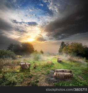 Sunlight and cloudy sky over the endangered forest and stumps