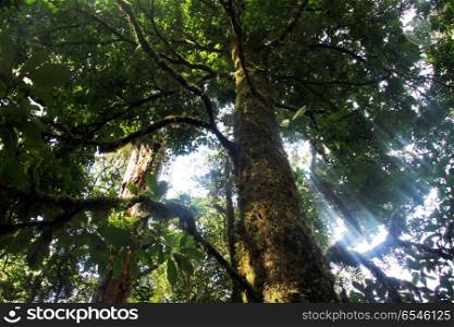 Sunlight and crone of tree in the forest on the slope of Kerinci, Indonesia
