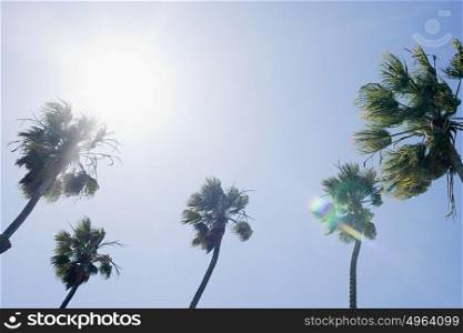 Sunlight and palm trees