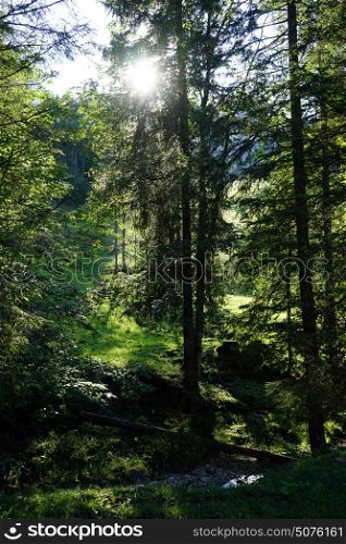 Sunlight and river in the forest in mountain area of Switzerland