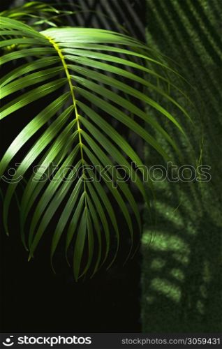 Sunlight and shadow on surface of green palm leaf is growing in home gardening area