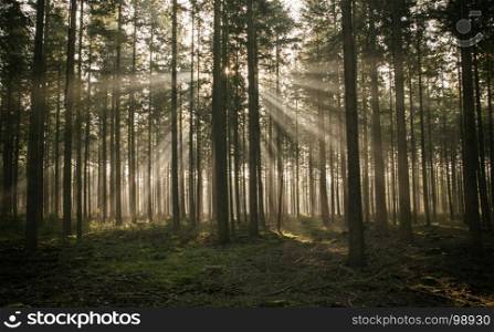 sunlight and sunbeams in the forest in nunspeet in holland park veluwe. sunbeam in forest in holland