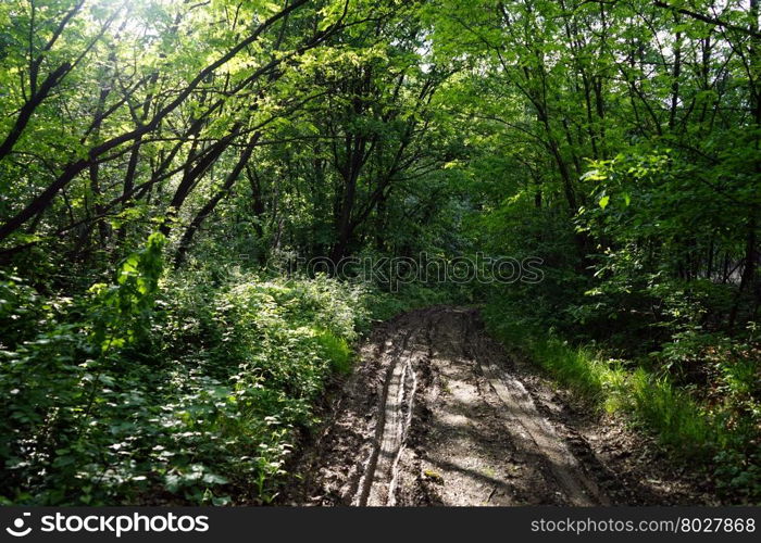 Sunlight and wet dirt road in the forest in Serbia