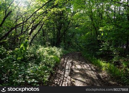 Sunlight and wet dirt road in the forest in Serbia
