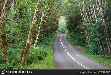 Sunlight can barely filter in through the dense rainforest canopy on this vacation drive