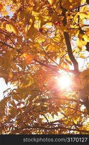 Sunlight Filtered Through Autumn Leaves
