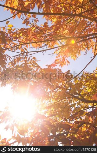 Sunlight Filtered Through Autumn Leaves