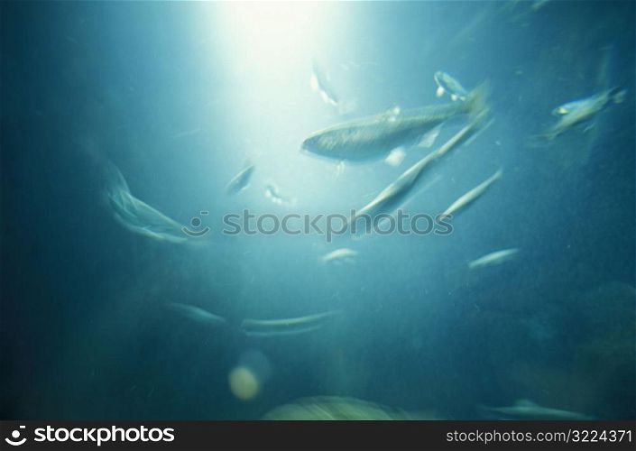 Sunlight Filtered Through Water With Fish Swimming