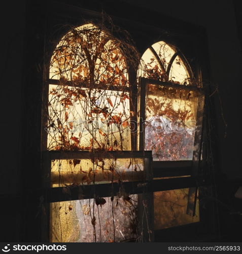 Sunlight glowing through dilapidated arched windows covered in vines creating dreamy mood.
