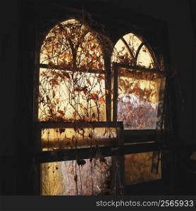 Sunlight glowing through dilapidated arched windows covered in vines creating dreamy mood.