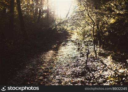 Sunlight illuminating dense forest landscape photo. Beautiful nature scenery photography with blurred background. Idyllic scene. High quality picture for wallpaper, travel blog, magazine, article. Sunlight illuminating dense forest landscape photo