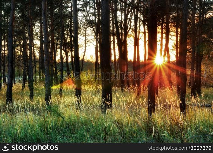 Sunlight in forest. Nature composition.. Sunlight in forest