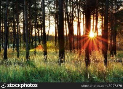 Sunlight in forest. Nature composition.. Sunlight in forest