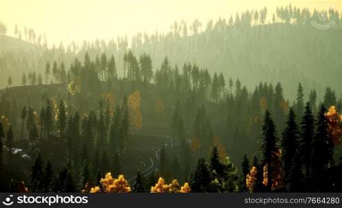 Sunlight in spruce forest in the fog on the background of mountains at sunset