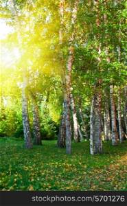 Sunlight in summer birch forest