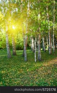 Sunlight in summer birch forest