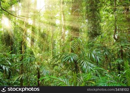 sunlight in the beautiful dorrigo world heritage rainforest
